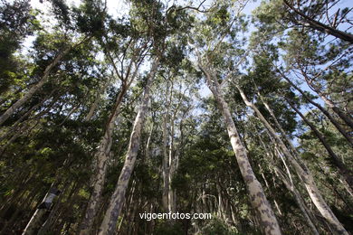 Los bosques de las Islas C�es. 