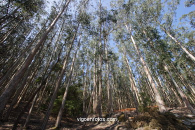 Los bosques de las Islas C�es. 