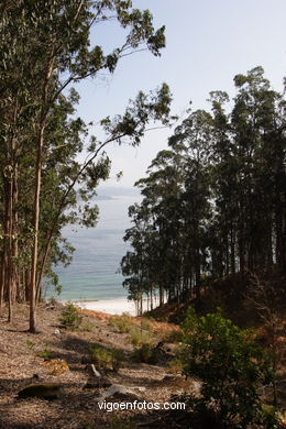 Los bosques
(Fauna y flora de las islas)
.