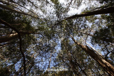 Los bosques de las Islas C�es. 