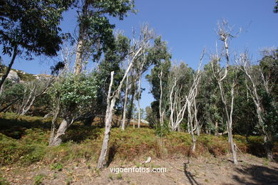 Los bosques de las Islas C�es. 