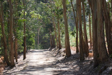 Los bosques de las Islas C�es. 