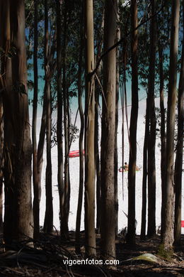 Los bosques de las Islas C�es. 