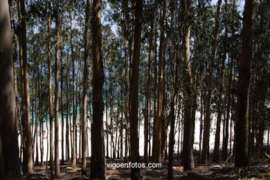 Los bosques de las Islas C�es. 