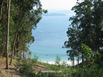 Los bosques de las Islas C�es. 