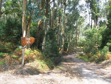 Los bosques
(Fauna y flora de las islas)
.