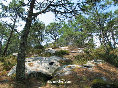 Los bosques de las Islas C�es. 
