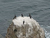 Cormoranes. Fauna y flora de las islas.