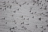 Cormoranes. Fauna y flora de las islas.