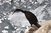Cormoranes. Fauna y flora de las islas.