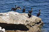 Cormoranes. Fauna y flora de las islas.