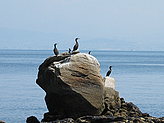 Cormoranes. Fauna y flora de las islas.