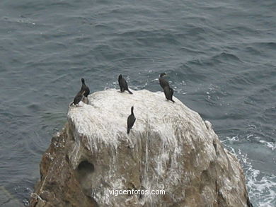 Cormoranes
(Fauna y flora de las islas)
. 