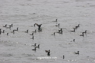Cormorants
(Fauna and flora of the islands)
. 