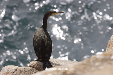 Cormoranes
(Fauna y flora de las islas)
. 