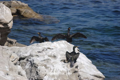 Cormorants
(Fauna and flora of the islands)
. 