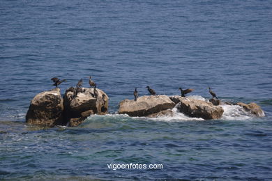 Cormorants
(Fauna and flora of the islands)
. 