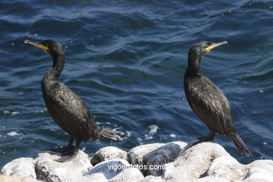 Cormoranes
(Fauna y flora de las islas)
. 