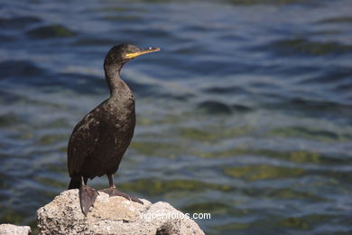 Cormoranes
(Fauna y flora de las islas)
. 