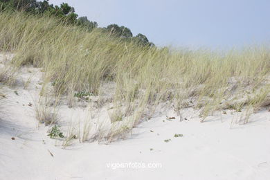 Dune system
(Landscapes of the islands)
. 