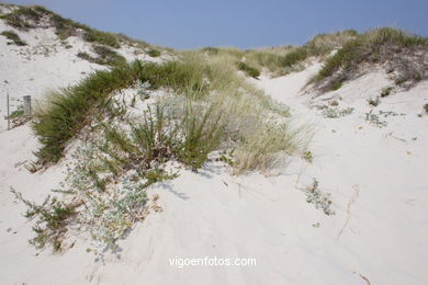 Sistema nautal de dunas de las Islas C�es (Vigo). 