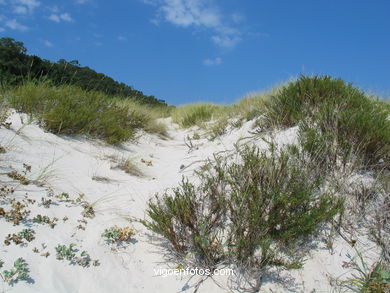 Sistema nautal de dunas de las Islas C�es (Vigo). 