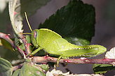 Fauna de las Cíes. Fauna y flora de las islas.