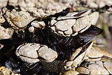 Fauna de las Cíes. Fauna y flora de las islas.