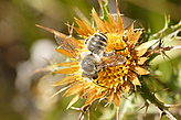 Fauna de las Cíes. Fauna y flora de las islas.