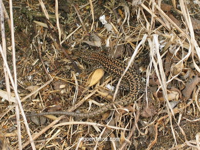 Fauna of the cies
(Fauna and flora of the islands)
. 