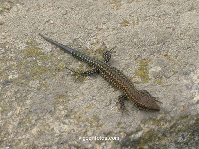 Fauna of the cies
(Fauna and flora of the islands)
. 
