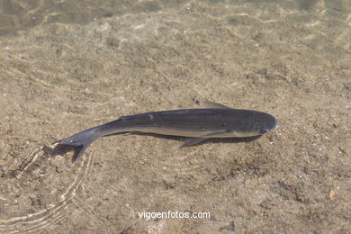 Fauna de las Islas C�es. 