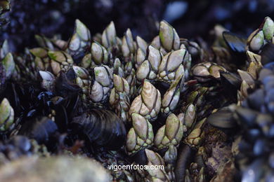 Fauna of the cies
(Fauna and flora of the islands)
. 