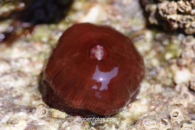 Fauna de las Islas C�es. 