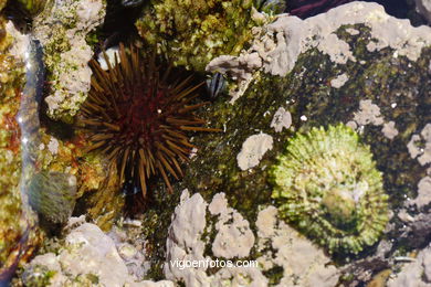 Fauna of the cies
(Fauna and flora of the islands)
. 