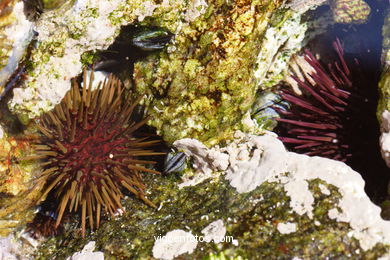 Fauna of the cies
(Fauna and flora of the islands)
. 