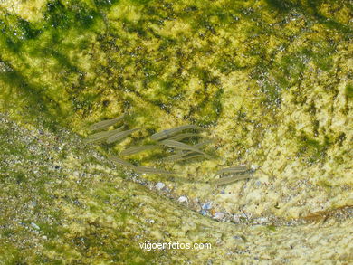 Fauna of the cies
(Fauna and flora of the islands)
. 