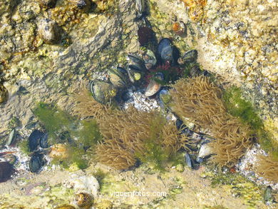 Fauna de las Islas C�es. 