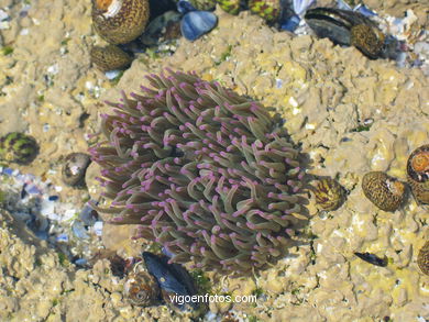 Fauna of the cies
(Fauna and flora of the islands)
. 