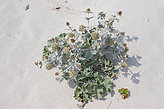 Flora de las C�es. Fauna y flora de las islas. 
