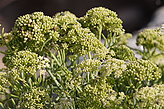 Flora de las C�es. Fauna y flora de las islas. 