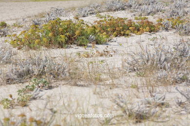 Flora de las Islas C�es. 