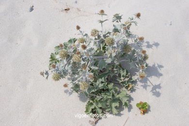 Flora of the cies
(Fauna and flora of the islands)
. 