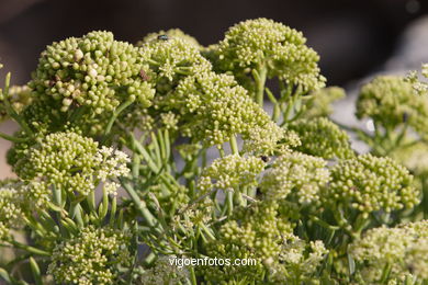 Flora de las Islas C�es. 