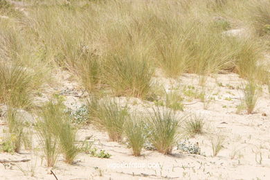 Flora de las Cíes
(Fauna y flora de las islas)
.