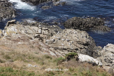 Litoral rocoso de las Islas Cíes (Vigo).