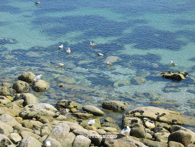The rocky coast
(Landscapes of the islands)
. 