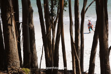 Landscapes of Cies
(Landscapes of the islands)
. 