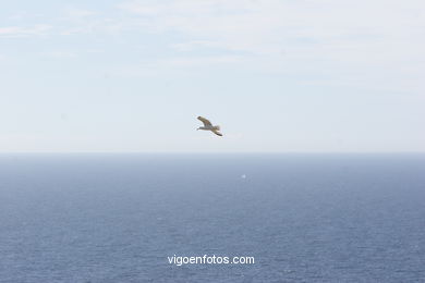 Landscapes of Cies
(Landscapes of the islands)
. 