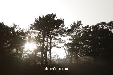 Vistas de las Cíes
(Paisajes de las islas)
.